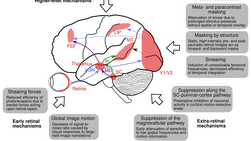 Coupling perception to action through incidental sensory consequences of motor behaviour