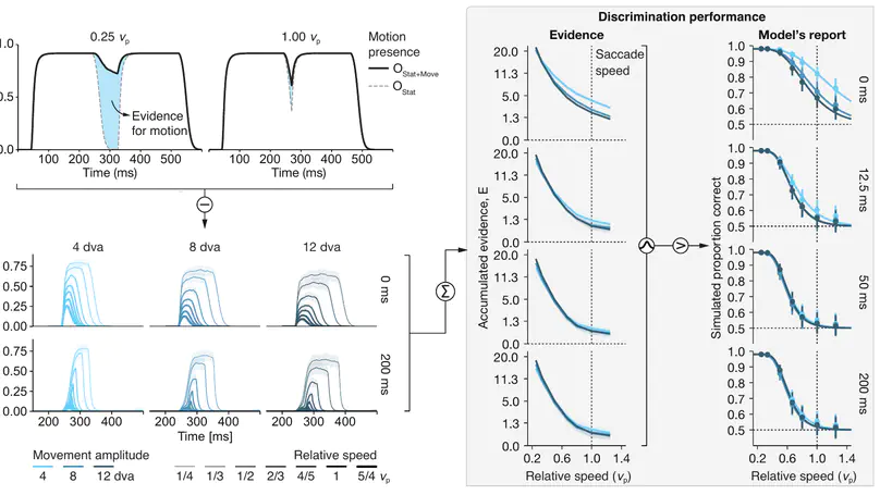 Lawful kinematics link eye movements to the limits of high-speed perception