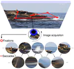 Perceptual and Motor Consequences of Intra-saccadic Perception