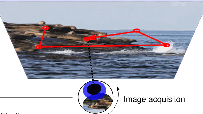 Perceptual and Motor Consequences of Intra-saccadic Perception