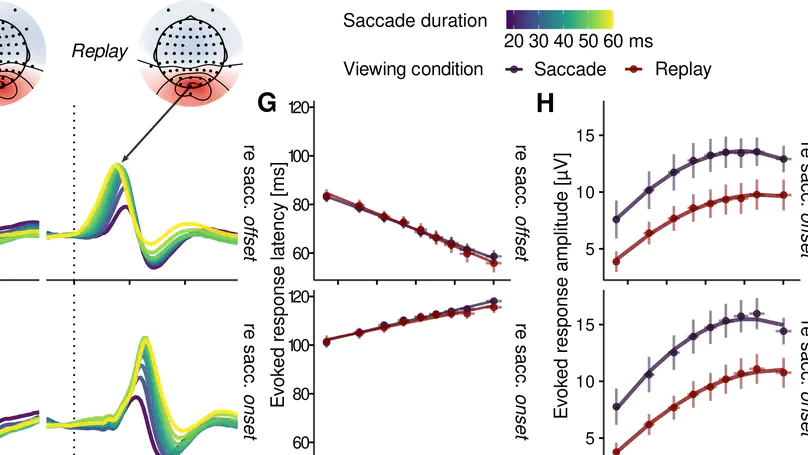 Visual consequences of saccades explain early cortical response dynamics during natural vision