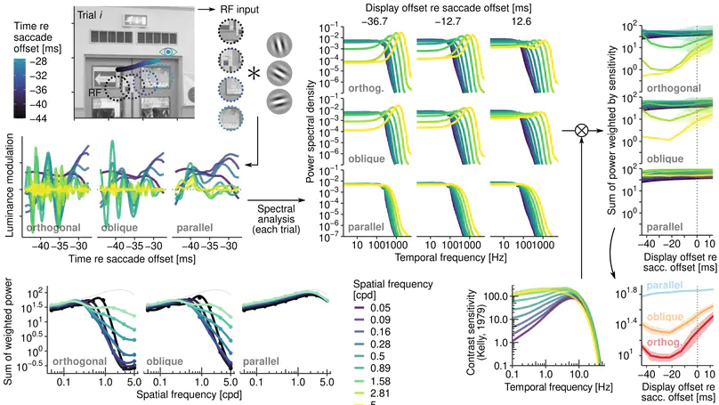 Saccadic omission revisited: What saccade-induced smear looks like