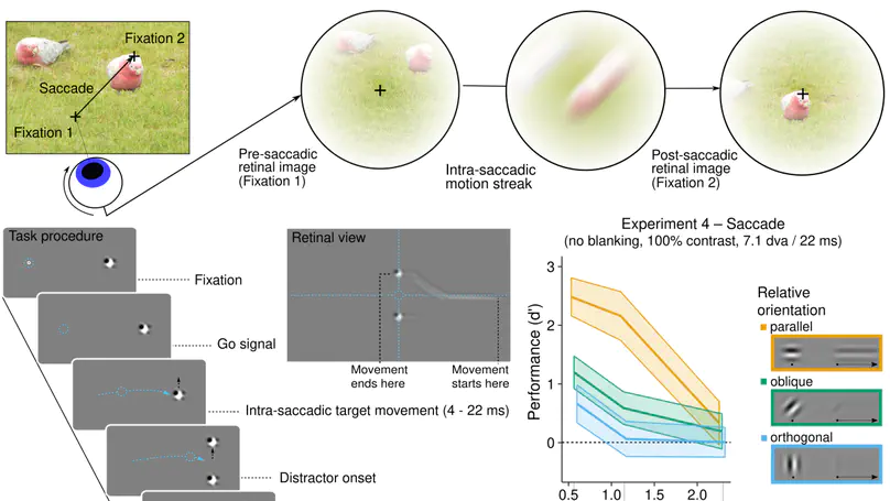 Intra-saccadic motion streaks as cues to linking object locations across saccades