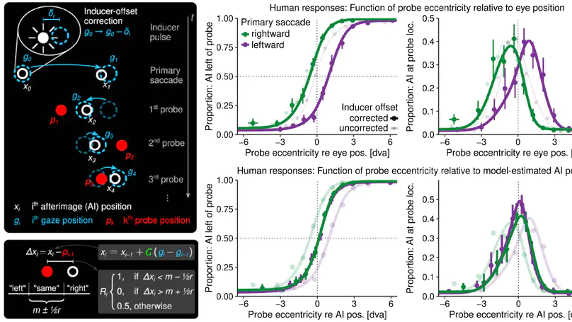 High-fidelity but hypometric spatial localization of afterimages across saccades