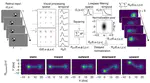 Early visual signatures and benefits of intra-saccadic motion streaks